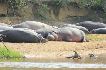 gestrandete Hippos Ishasha Sektor Queen Elizabeth National Park Uganda