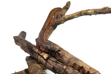 Millipede on the branch, Isolated on white background