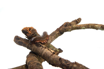 Millipede on the branch, Isolated on white background