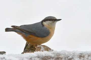 nuthatch