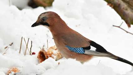 european jay bird in winter