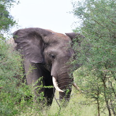 elephant in african land
scape
