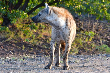 spotted hyaena in Kruger national park