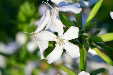 Anthriscus sylvestris, known as cow parsley, wild chervil, wild beaked parsley

