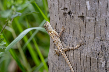 Black-lipped Lizard of Sri Lanka