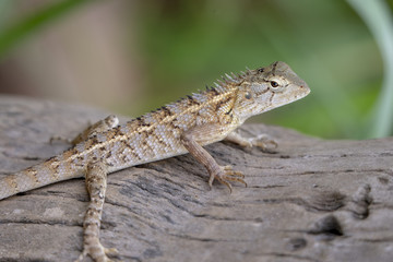 Black-lipped Lizard of Sri Lanka