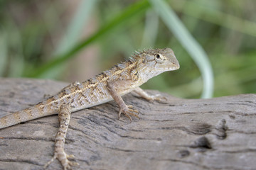 Black-lipped Lizard of Sri Lanka