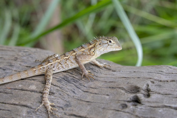 Black-lipped Lizard of Sri Lanka