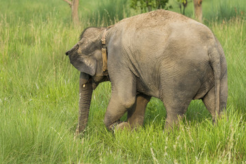 Asian elephant eating grass or feeding in the wild