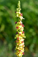 black mullein verbascum nigrum
