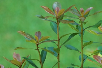 Top view of the nice green leaves growing up from its bush on a sunshine day with the blurry background garden ,summer in Ga USA.