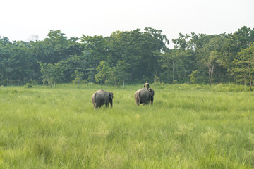 Fototapeta na wymiar Mahout or elephant rider with two elephants