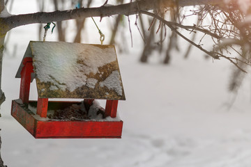 Bird feeder hanging from a tree in the winter forest