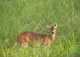 Sika or spotted deer in elephant grass tangle