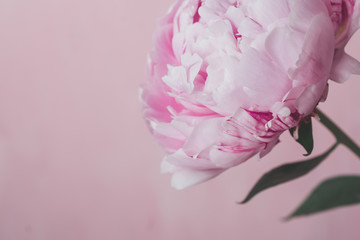 One pink peony stands on a pink background.