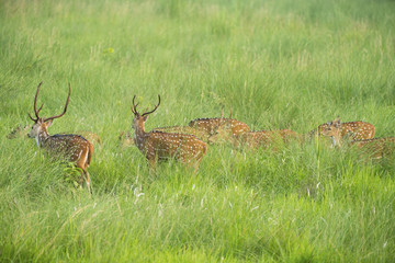 Sika or spotted deers herd in the elephant grass