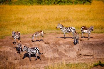 A big herd of zebras in Africa