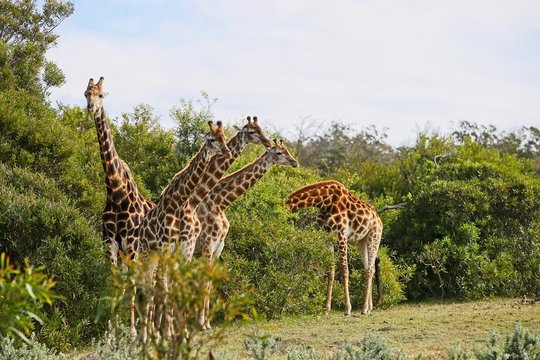A picture of giraffes (Giraffa) in the wild in South Africa. 