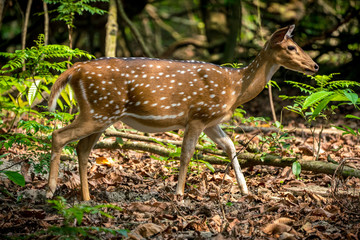 Naklejka na ściany i meble spotted or sika deer in the jungle
