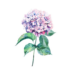 Beautiful bright elegant autumn wonderful colorful tender gentle pink herbal floral hydrangea flowers with green leaves bouquet watercolor hand illustration. Perfect for greetings card, textile, wallp