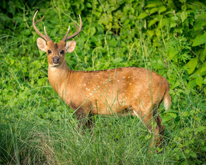 spotted or sika deer in the jungle