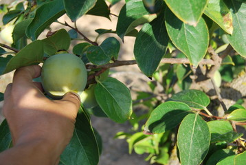 Persimmon Fruit Tree