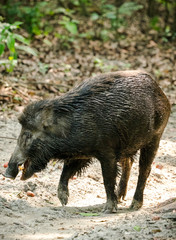 Wild boar male feeding in the jungle