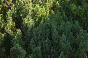 fir forest from above