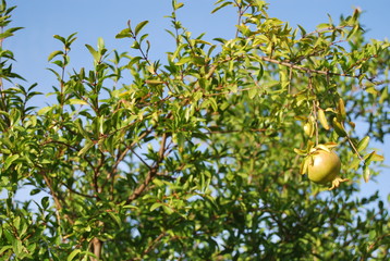 Pomegranate Tree
