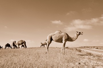 Camels in the field. Sepia