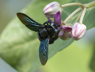 Xylocopa valga or carpenter bee on Apple of Sodom flowers
