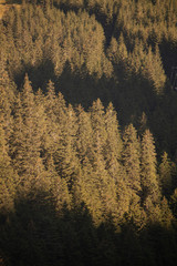 fir forest