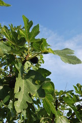 Spanish Fig Tree