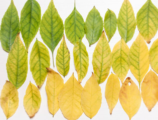 background of yellow and green leaves in a row.
