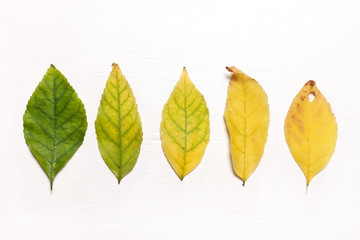 Yellow and green leaves in a row. Flat view.