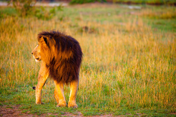 Plakat An African lion looking powerful in his pride land in Africa