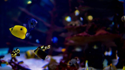 Tropical fishes at an aquarium, Africa