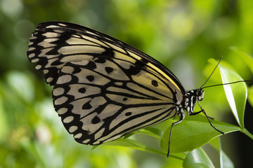 Black and White Butterfly