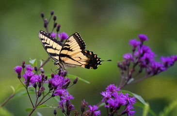 yellow butterfly with green foliage