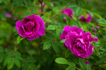 Pink roses with buds on a background of a green bush in the garden. Beautiful pink flowers in the summer garden.