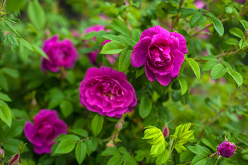 Pink roses with buds on a background of a green bush in the garden. Beautiful pink flowers in the summer garden.