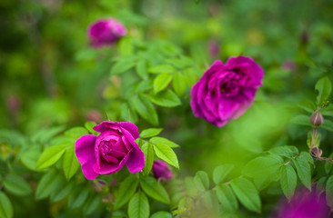 Pink roses with buds on a background of a green bush in the garden. Beautiful pink flowers in the summer garden.