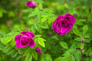 Pink roses with buds on a background of a green bush in the garden. Beautiful pink flowers in the summer garden.