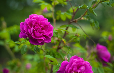 Pink roses with buds on a background of a green bush in the garden. Beautiful pink flowers in the summer garden.