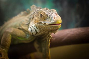 iguana and chameleon are in the aquarium