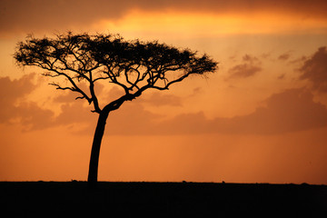 Fototapeta na wymiar Silhouette of the iconic tree in Africa while the sun sets