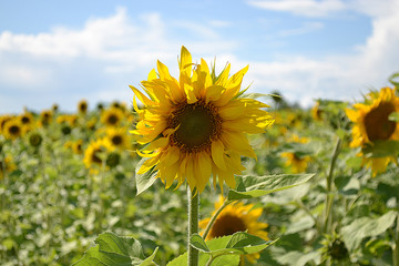 field of sunflowers near the road