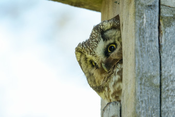 Boreal owl
