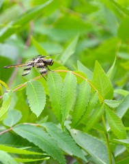 Dragonfly in macro