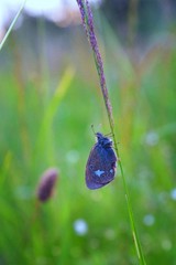 butterfly on evening meadow
